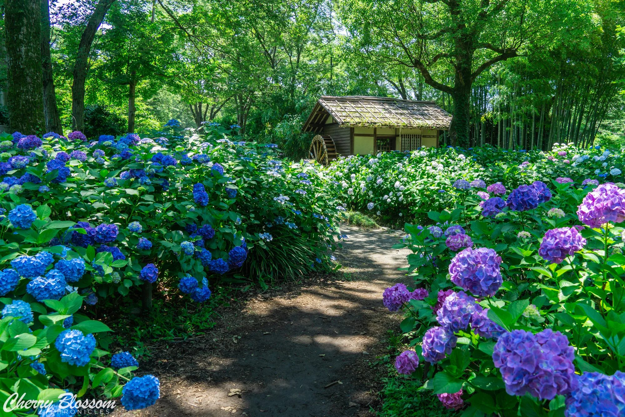🌳 임시의 숲 공원(린시노모리코엔) 이미지 11